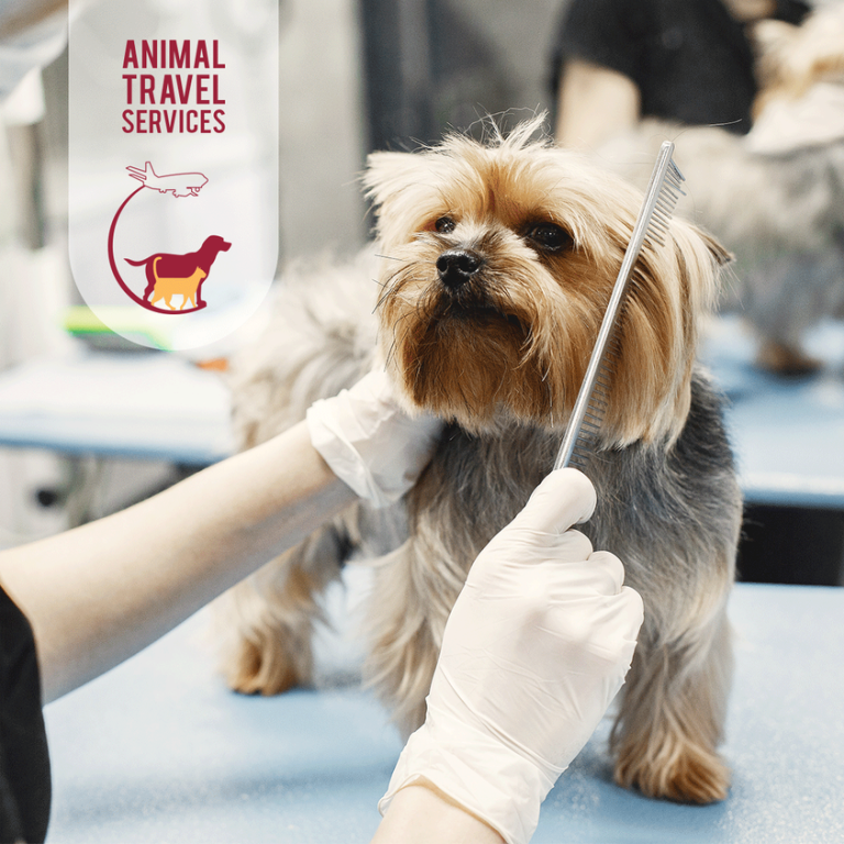 Animal Travel Services